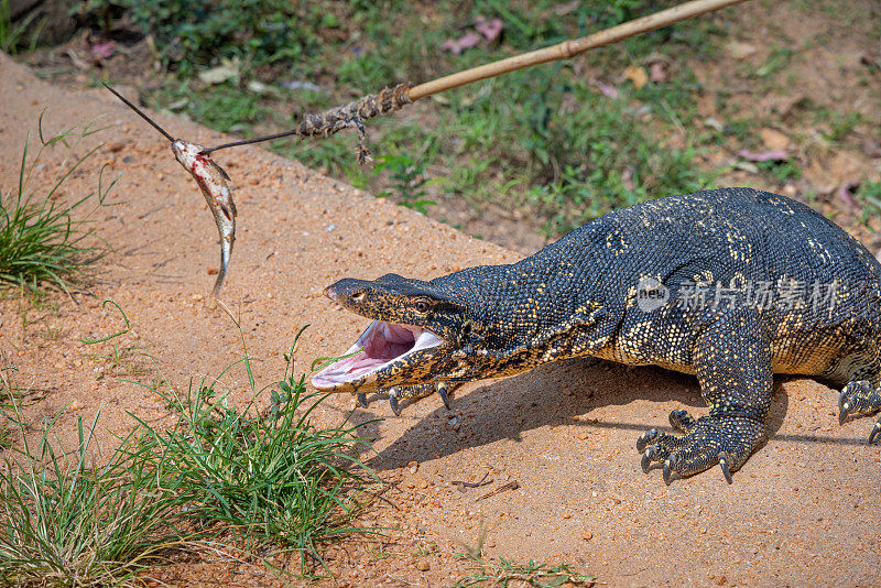 Varanus salvator或普通的水监视器被一条死鱼诱惑